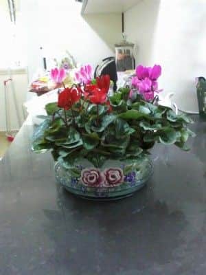 אגרטל פרחים